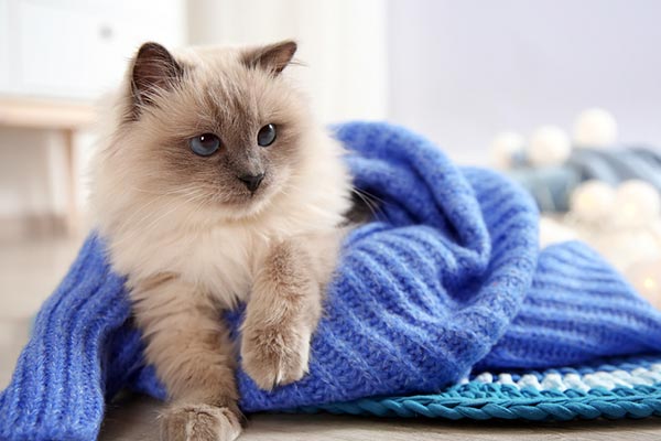 urinary tract infections in cats