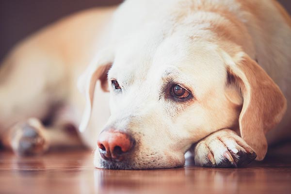 assessing quality of life for your senior pet